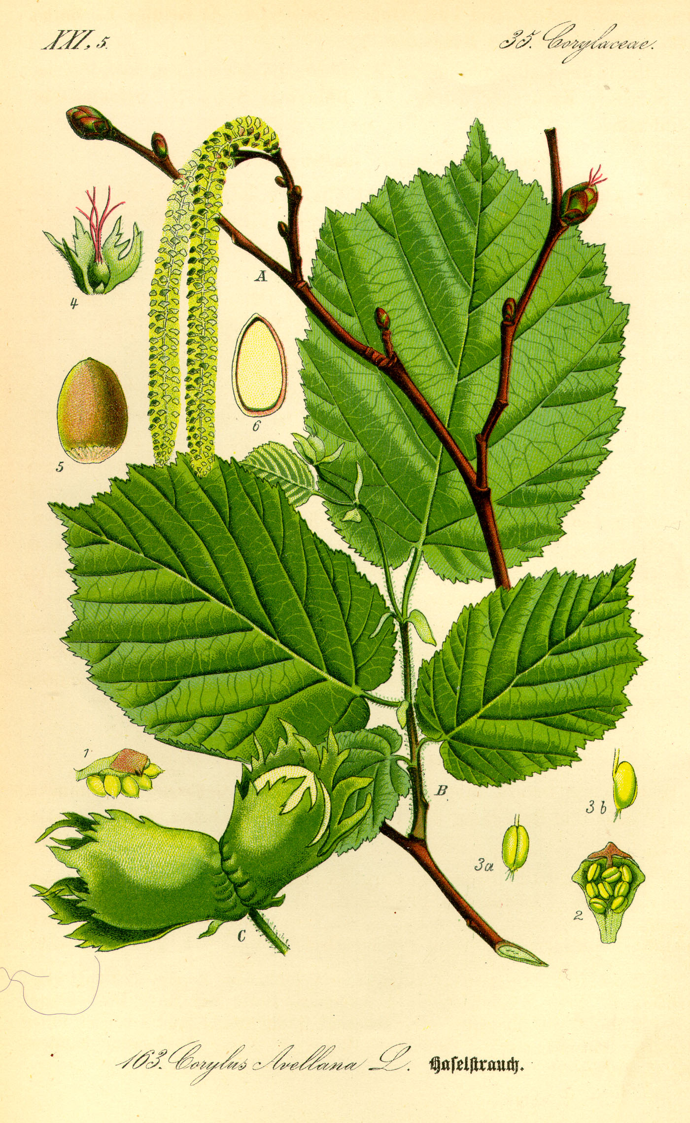 Noisetier, feuille, fleurs et fruit